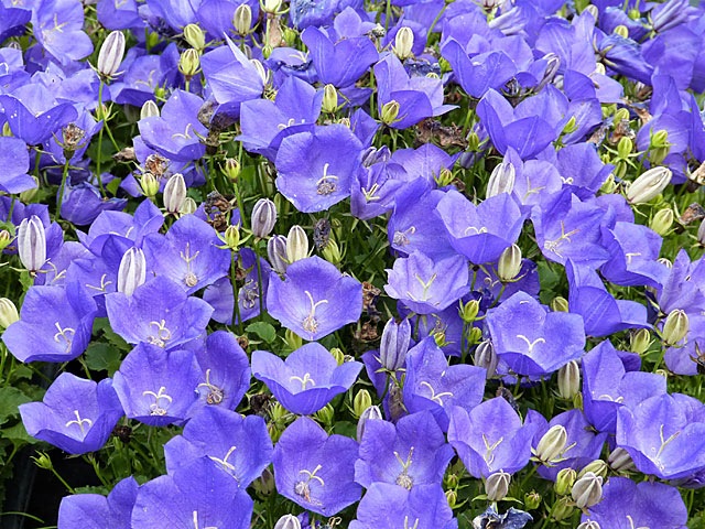 Campanula carpartica 'Tiefblaue Clips'